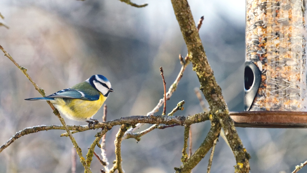 110 - Oiseaux (3).jpg